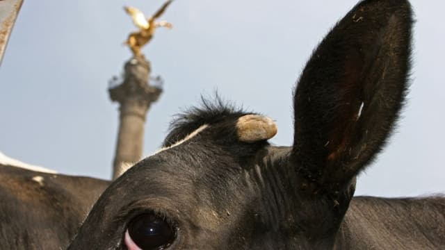 Texas pide reabrir las fronteras al ganado mexicano para reducir precios de la carne en los supermercados de EE. UU.
