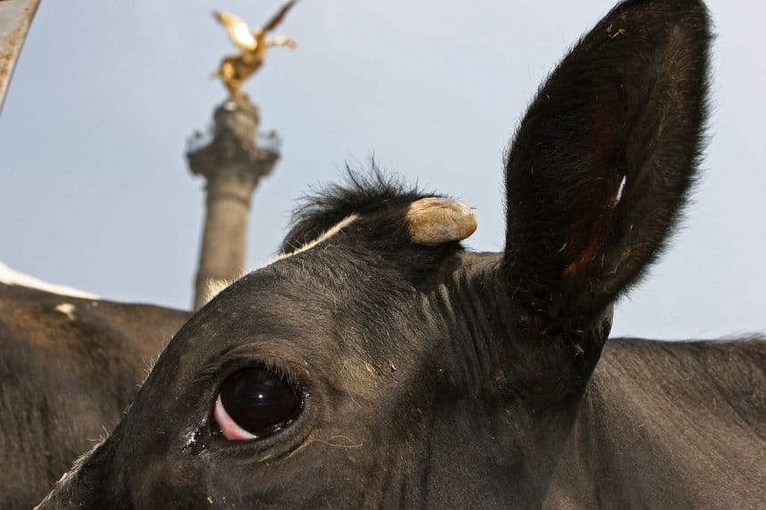 Una vaca se encuentra frente al Ángel de la Independencia durante una protesta de productores de leche el 14 de marzo de 2006 en la Ciudad de México.(SUSANA GONZÁLEZ / AFP vía Getty Images)