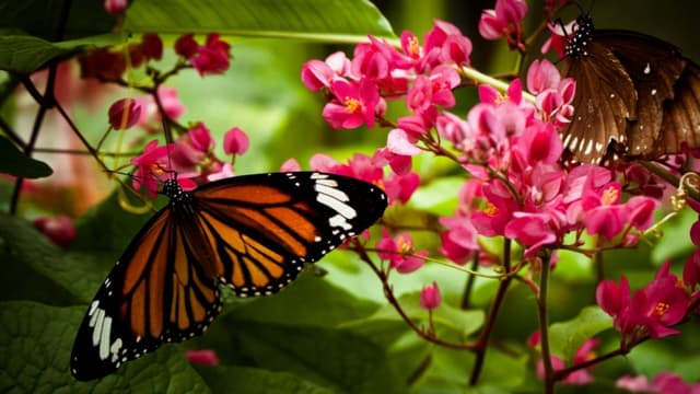 Google dedica doodle a la mariposa monarca por su arribo a México tras migrar 7700 km