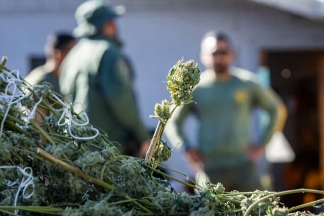 Agentes del sheriff allanaron un cultivo ilegal de marihuana en el condado de Riverside, California, el 4 de noviembre de 2025. (John Fredricks/The Epoch Times)