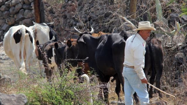 Un arriero conduce ganado en Los Huesos, estado de Guanajuato, México. (SERGIO MALDONADO/AFP a través de Getty Images)