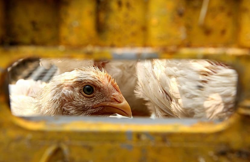 Una gallina en una jaula en una granja de Yakarta, 8 de octubre de 2007. (AHMAD ZAMRONI/AFP a través de Getty Images).