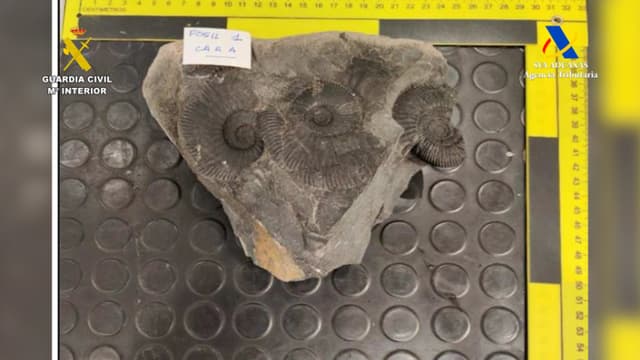 La Guardia Civil y la Agencia Tributaria han intervenido diversos bienes arqueológicos y paleontológicos catalogados como patrimonio histórico de México y Ecuador, que fueron introducidos de contrabando por el aeropuerto de Bilbao. (EFE/ Guardia Civil/Agencia Tributaria)