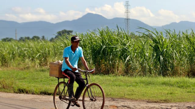 Un hombre en bicicleta pasa junto a una plantación de caña de azúcar. Imagen de archivo. (EFE/ Ernesto Mastrascusa)