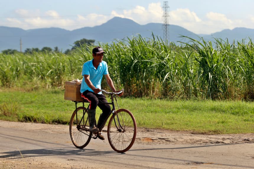 Un hombre en bicicleta pasa junto a una plantación de caña de azúcar. Imagen de archivo. (EFE/ Ernesto Mastrascusa)