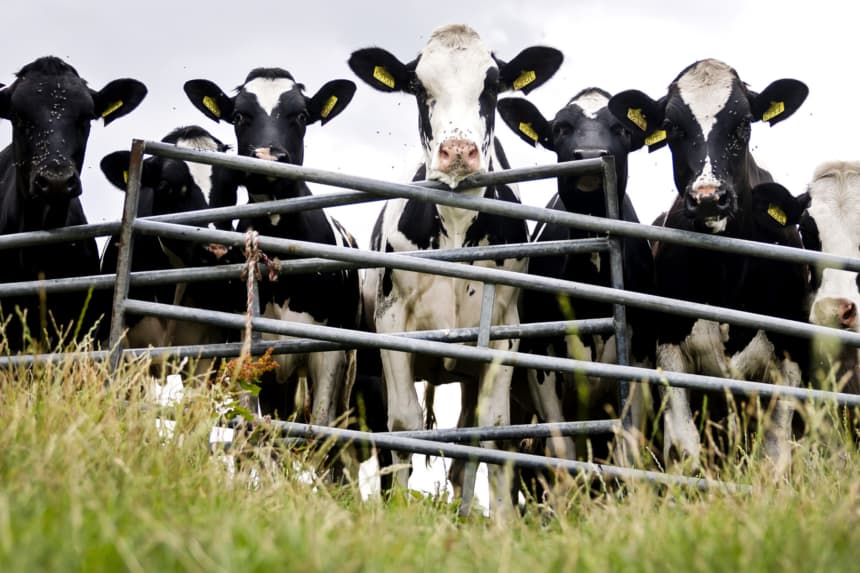 Imagen ilustrativa: (REMKO DE WAAL/ANP/AFP via Getty Images)