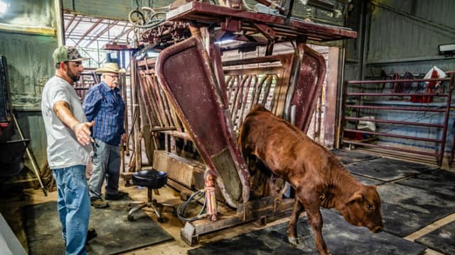 Nueva amenaza en la frontera: ganaderos se preparan para un brote de gusanos carnívoros