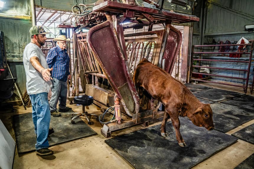 Los ganaderos de Texas expresaron su preocupación, pero también su escepticismo, ante un posible brote del gusano barrenador del Nuevo Mundo, un parásito carnívoro. Samira Bouaou/Ilustración de The Epoch Times