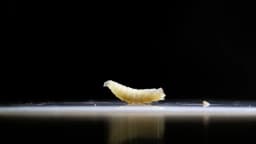 EE. UU. lanza alerta de salud por avance del gusano barrenador en el norte de México