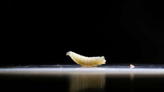 EE. UU. lanza alerta de salud por avance del gusano barrenador en el norte de México