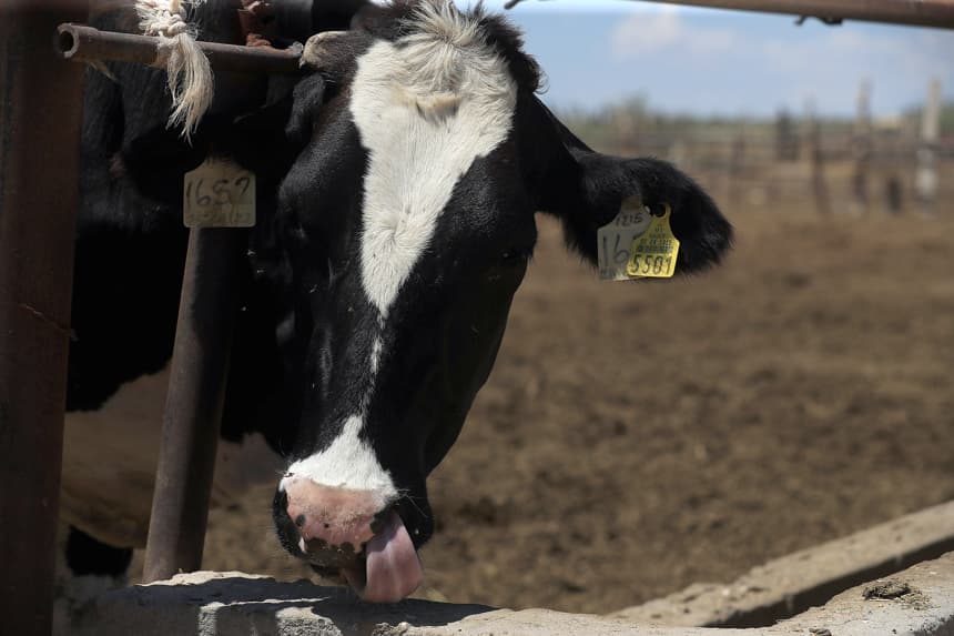 Fotografía de archivo que muestra a una vaca en una finca en Ciudad Juárez, México. (EFE/ Luis Torres)