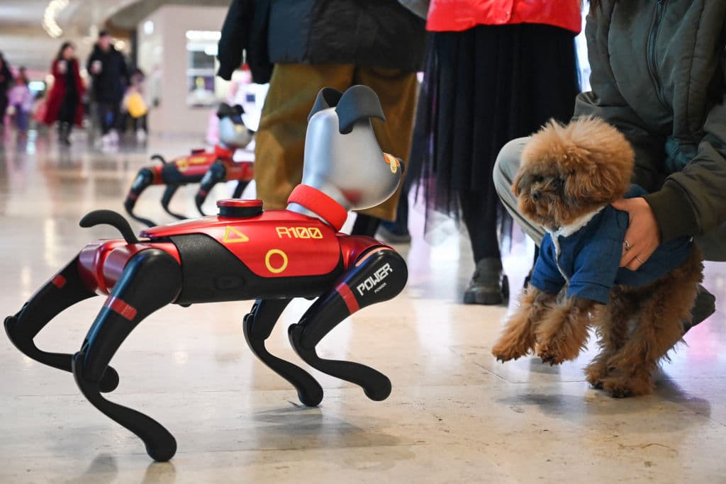 Esta foto tomada el 9 de enero de 2025 muestra a un dueño de mascota sosteniendo a un perro frente a un perro de compañía con IA fuera de una tienda de la empresa tecnológica Weilan en Nanjing, en la provincia oriental china de Jiangsu. El perro con IA de Weilan, llamado «BabyAlpha», se vende por hasta 26 000 yuanes, y la empresa afirma que el 70 % de los compradores son familias con niños pequeños. (RITA QIAN/AFP a través de Getty Images)