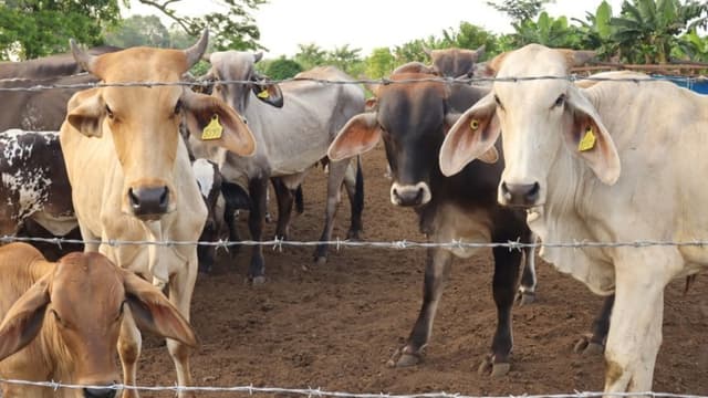 México activa dispositivo de emergencia nacional para combatir al gusano barrenador