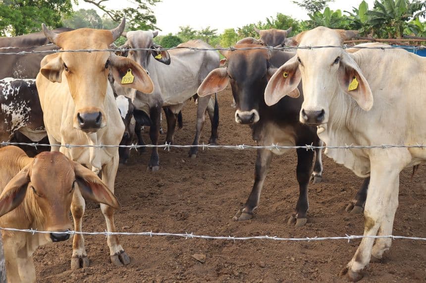 Fotografía de archivo que muestra ganado vacuno en Tapachula, México. (EFE/Juan Manuel Blanco)