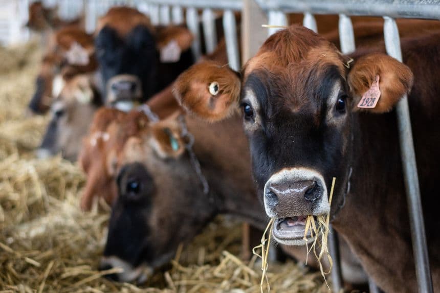 Foto ilustrativa de ganado bovino. (Samira Bouaou/The Epoch Times)