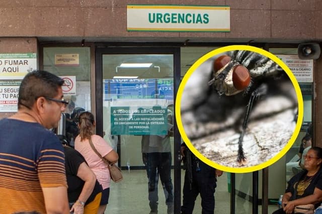 Confirman más casos de gusano barrenador en humanos: Esto sabemos de los nuevos casos en México