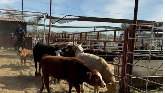 Productores prevén alza en precio de carne para el 2026 por gusano barrenador y aranceles