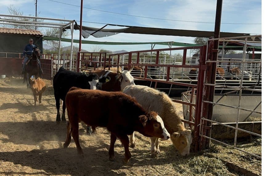 Fotografía de archivo de ganado vacuno siendo trasladado para ser desinfectado en un rancho en Hermosillo, Sonora, México. (EFE/Daniel Sánchez)