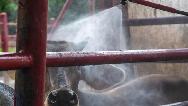 Fotografía de archivo de ganado vacuno siendo desinfectado en un rancho en Hermosillo, México. (EFE/Daniel Sánchez)