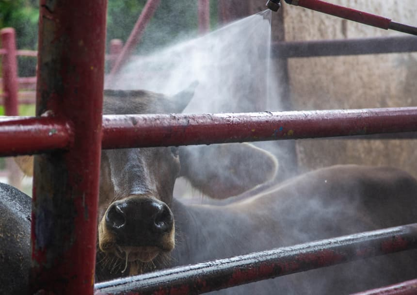 Fotografía de archivo de ganado vacuno siendo desinfectado en un rancho en Hermosillo, México. (EFE/Daniel Sánchez)