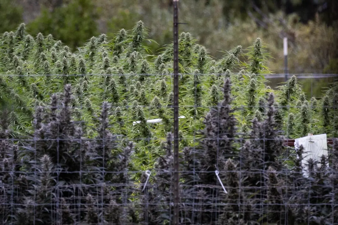 Agricultores cultivan marihuana en las afueras de Covelo, California, el 9 de octubre de 2025. (John Fredricks/The Epoch Times)