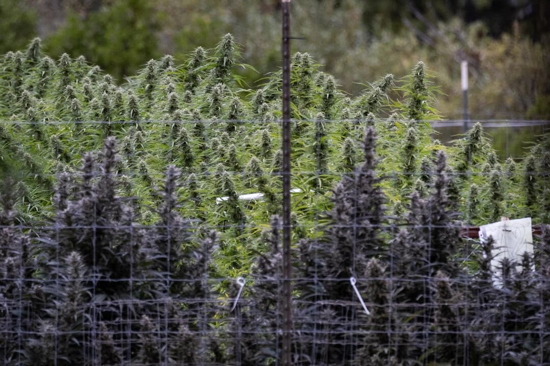 Agricultores cultivan marihuana en las afueras de Covelo, California, el 9 de octubre de 2025. (John Fredricks/The Epoch Times)