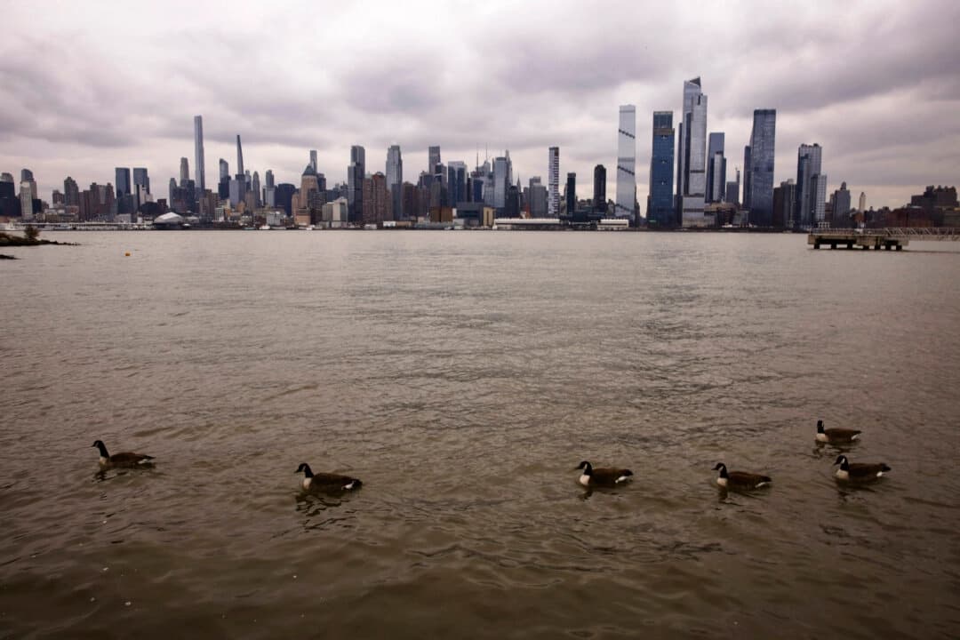 Patos nadando en el río Hudson cerca de Weehawken, Nueva Jersey, con el horizonte de la ciudad de Nueva York al fondo, el 19 de enero de 2024. (Kena Betancur/AFP vía Getty Images)