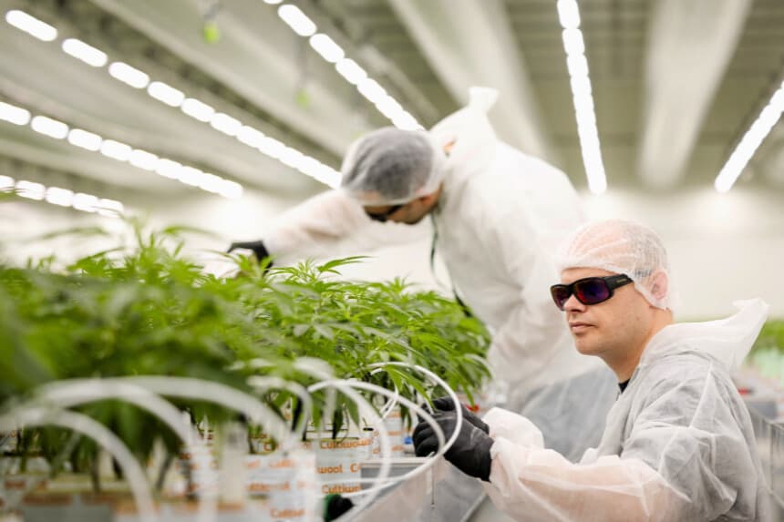 Los empleados inspeccionan las plantas de cannabis en el cultivador Hollandse Hoogtes, donde se lleva a cabo el cultivo regulado de cannabis en un centro de cultivo, en Bemmel, el 1 de abril de 2025. (Foto de SEM VAN DER WAL/ANP/AFP a través de Getty Images)