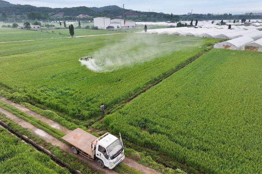 Un agricultor utiliza un dron para rociar pesticidas y fertilizantes sobre un cultivo de arroz. (STR/AFP vía Getty Images)