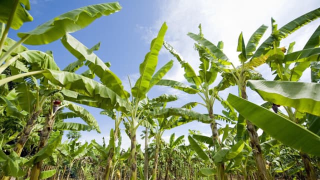 Plantío de plátanos (Imagen reinout_dujardin1-pixabay.com)