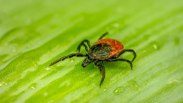 Los pacientes pasan años buscando un diagnóstico correcto y muchas veces son canalizados a tratamientos psicológicos. (Erik_Karits/Pixabay)