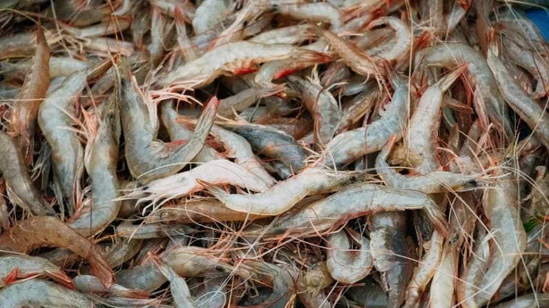 Retiran 83,000 bolsas de camarones congelados por posible contaminación radiactiva en EE. UU.