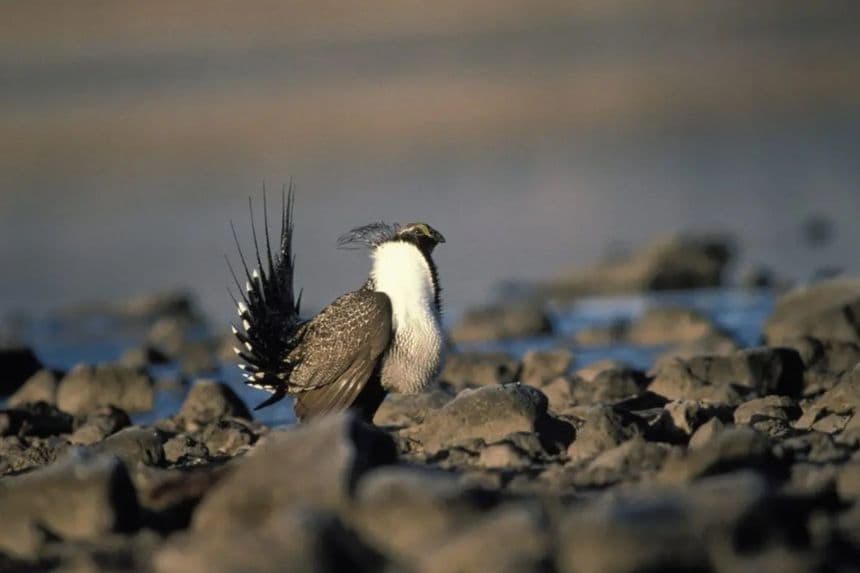 Un urogallo grande macho en el Refugio Nacional de Vida Silvestre Clear Lake, en California. (Servicio de Pesca y Vida Silvestre de Estados Unidos)