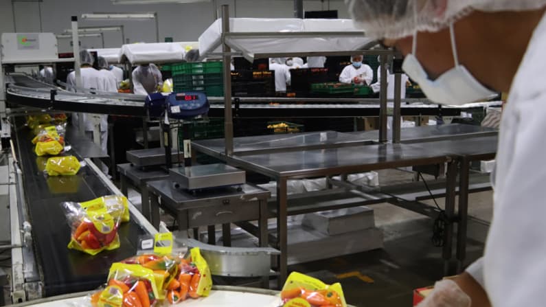 Unos 40,000 productores mantienen producción de alimentos orgánicos en el país en 2025