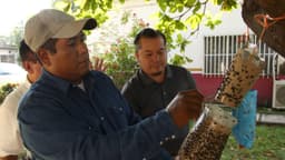 Trampas artesanales ayudan a productores de México a contener al gusano barrenador