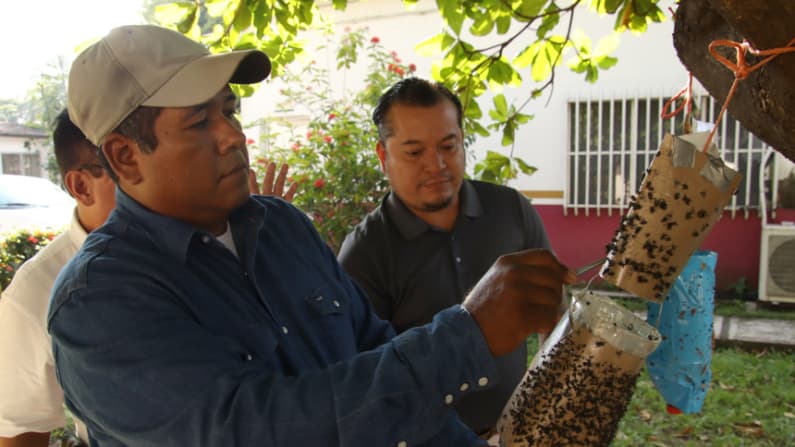 Trampas artesanales ayudan a productores de México a contener al gusano barrenador