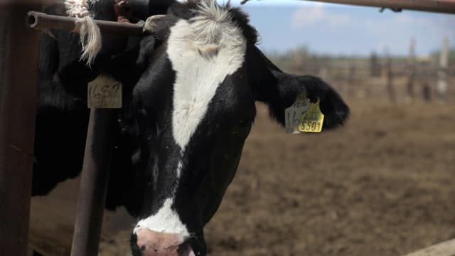 Michoacán registra su primer caso de gusano barrenador del ganado