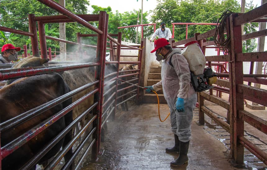 Una persona desinfecta ganado vacuno en un rancho en Hermosillo, México. Fotografía de archivo. (EFE/Daniel Sánchez)