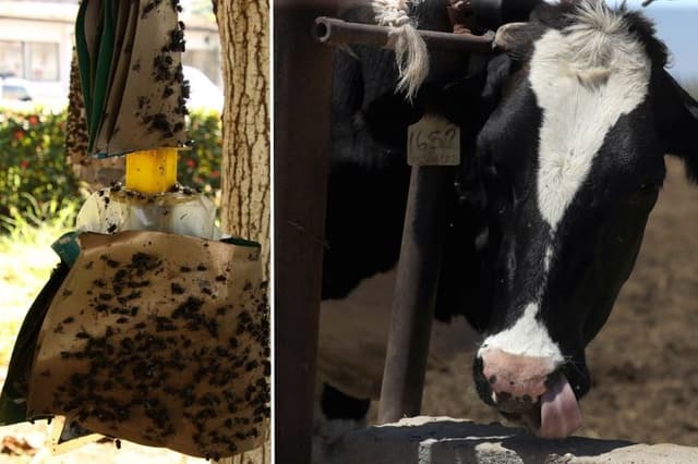 Resultados de alto impacto contra el gusano barrenador en México reconoce el sector agropecuario