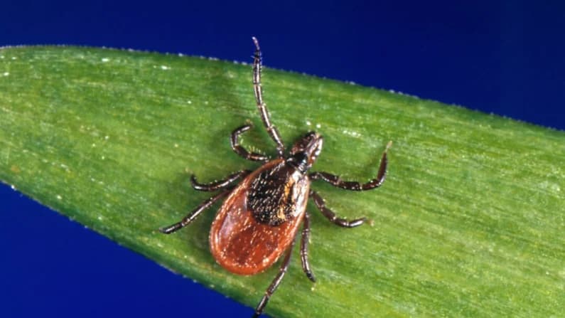 La enfermedad de Lyme cuesta a EE. UU. hasta 1000 MDD anuales, según estudio