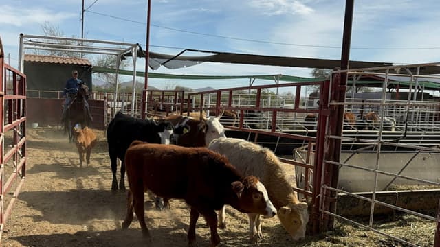 Plaga de gusano barrenador llega al Estado de México: Implementan cerco sanitario