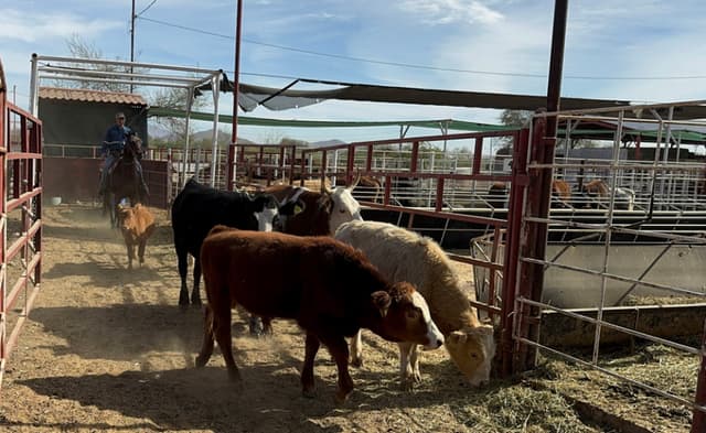 Plaga de gusano barrenador llega al Estado de México: Implementan cerco sanitario