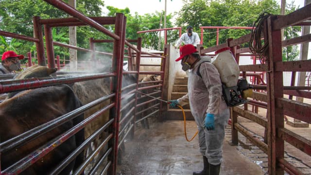 Una persona desinfecta ganado vacuno en un rancho en Hermosillo, México. Imagen de archivo. (EFE/Daniel Sánchez)