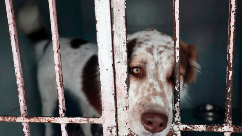 Tras desalojo refugio de animales acusa a fundación por la muerte de perros y gatos