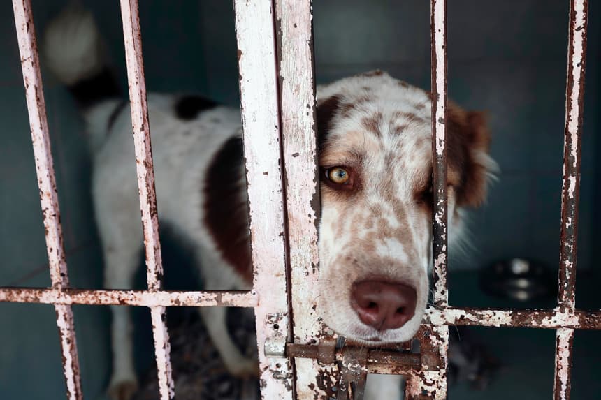 Fotografía de archivo que muestra a un perro rescatado. (EFE/José Méndez)