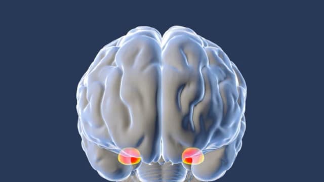 Por qué el cerebro reacciona exageradamente al miedo y cómo solucionarlo
