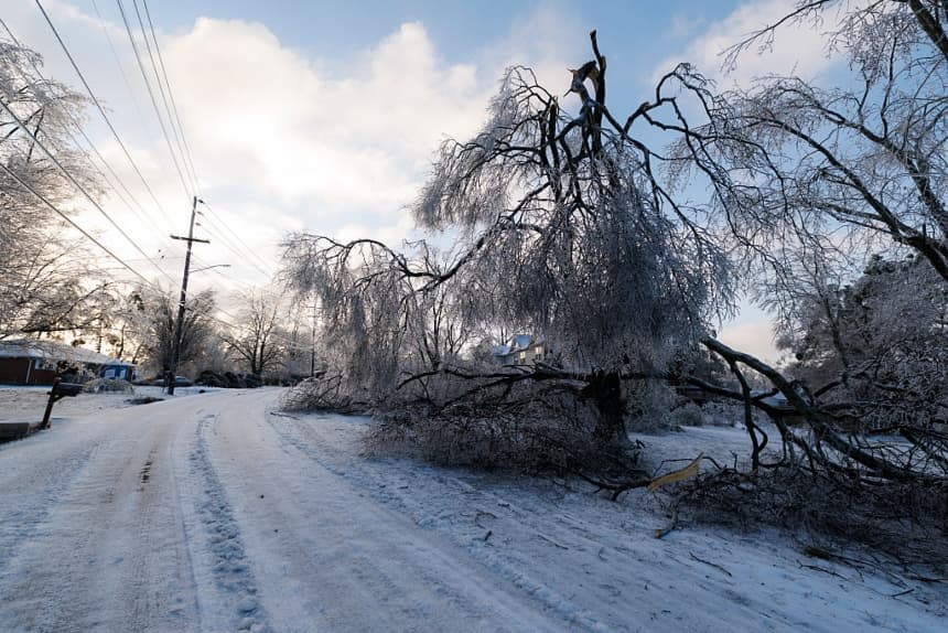 Un gran árbol caído cubierto de hielo descansa sobre la carretera en Nashville, Tennessee, el 26 de enero de 2026. (Brett Carlsen/Getty Images)