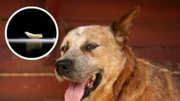 Los perros también son víctimas del gusano barrenador: En México los casos siguen en aumento