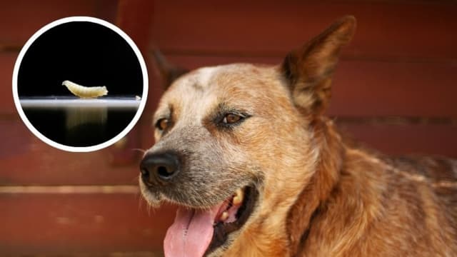 Los perros también son víctimas del gusano barrenador: En México los casos siguen en aumento