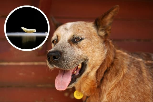 Imagen ilustrativa: Imagen pequeña: Una muestra de gusanos barrenadores recogida por la mañana se exhibe en la clínica veterinaria mientras el Gobierno mexicano y los ganaderos luchan por controlar la propagación de esta plaga carnívora, en Tapachula, México, el 4 de julio de 2025. (Daniel Becerril/Reuters); Imagen grande: Un perro pastor ganadero australiano, viaja en la parte trasera de una diligencia Cobb & Co de la empresa Kinnon & Co, el 25 de marzo de 2011 en Longreach, Australia. (Mark Kolbe/Getty Images)